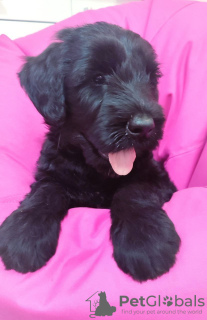Photo №1. giant schnauzer - for sale in the city of Krivoy Rog | 566$ | Announcement № 78417