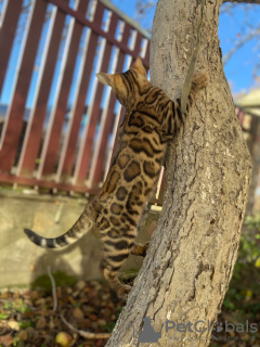 Photo №4. I will sell bengal cat in the city of Ричмонд. private announcement, from nursery, breeder - price - negotiated