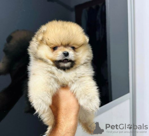 Additional photos: Pomerania of the highest quality