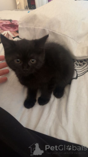 Photo №1. british shorthair - for sale in the city of Luton | negotiated | Announcement № 173860