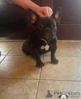 Photo №2 to announcement № 60787 for the sale of french bulldog - buy in Austria private announcement