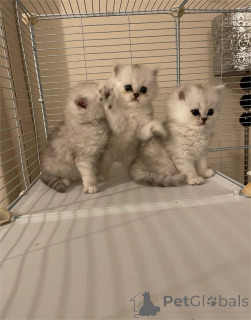 Photo №1. persian cat - for sale in the city of Belen | 329$ | Announcement № 153087