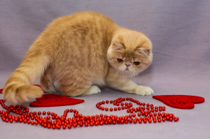 Photo №2 to announcement № 3963 for the sale of exotic shorthair - buy in Russian Federation from nursery