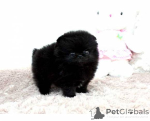 Photo №1. pomeranian - for sale in the city of Dreieich | negotiated | Announcement № 167884