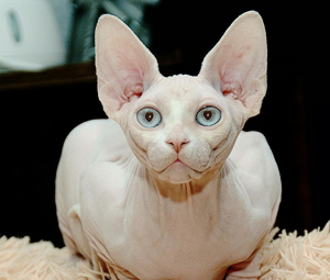 Photo №1. sphynx-katze - for sale in the city of Москва | negotiated | Announcement № 2104