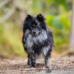 Photo №2 to announcement № 122961 for the sale of pomeranian - buy in Poland breeder