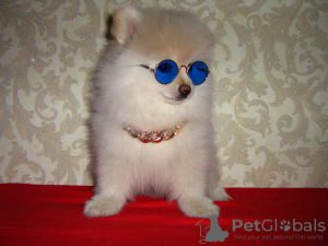 Photo №1. german spitz - for sale in the city of Rostov-on-Don | 650$ | Announcement № 8066