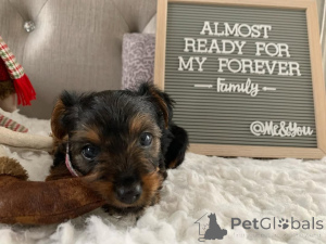 Photo №4. I will sell yorkshire terrier in the city of Meljine. private announcement, from the shelter - price - 774$