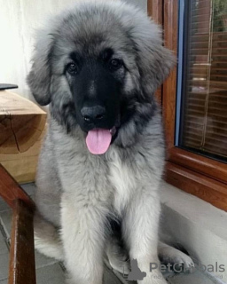 Photo №1. caucasian shepherd dog - for sale in the city of Warsaw | negotiated | Announcement № 78227