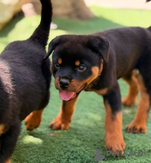 Photo №2 to announcement № 166175 for the sale of rottweiler - buy in Germany private announcement