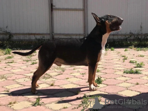 Photo №4. I will sell bull terrier in the city of Krasnodar. breeder - price - negotiated