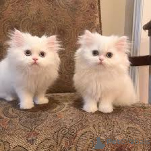 Photo №1. persian cat - for sale in the city of Brussels | 516$ | Announcement № 165819