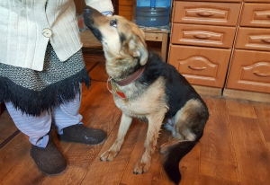 Additional photos: Metis Shepherd Dog looking for a home