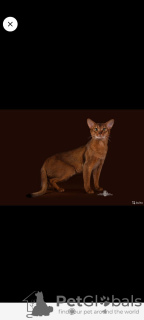 Photo №4. I will sell abyssinian cat in the city of Bryansk. breeder - price - 260$