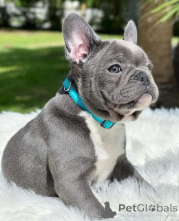 Photo №1. french bulldog - for sale in the city of Berlin | negotiated | Announcement № 154944