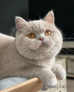 Photo №1. british shorthair - for sale in the city of Hamar | negotiated | Announcement № 155690