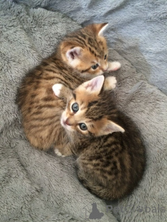 Photo №2 to announcement № 157793 for the sale of ceylon cat - buy in Germany from the shelter, breeder