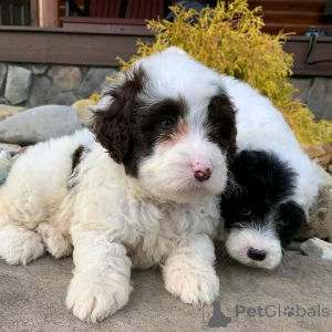 Photo №2 to announcement № 137946 for the sale of portuguese water dog - buy in Portugal private announcement, breeder