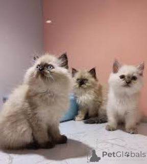 Photo №1. himalayan cat - for sale in the city of Paris | 516$ | Announcement № 165517