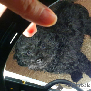 Photo №2 to announcement № 158885 for the sale of poodle (toy) - buy in Germany from the shelter, breeder
