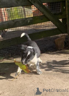 Photo №1. border terrier - for sale in the city of Seda | negotiated | Announcement № 159993