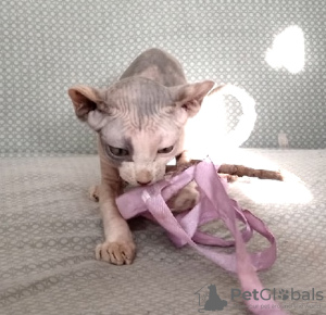 Photo №4. I will sell sphynx-katze in the city of St. Petersburg. private announcement - price - 207$