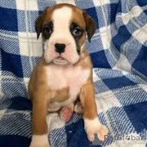 Photo №3. Boxer puppies for sale. United Kingdom
