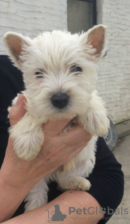 Photo №2 to announcement № 96958 for the sale of west highland white terrier - buy in Finland private announcement