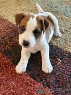 Photo №2 to announcement № 163949 for the sale of jack russell terrier - buy in Netherlands private announcement, breeder
