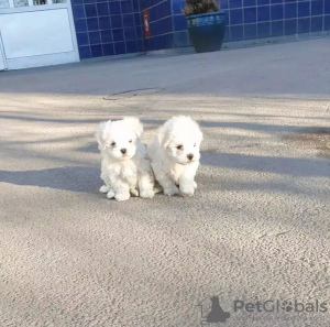 Photo №1. maltese dog - for sale in the city of Oświęcim | negotiated | Announcement № 73073