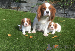 Photo №2 to announcement № 159859 for the sale of cavalier king charles spaniel - buy in Lithuania private announcement