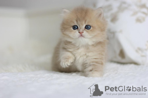 Photo №4. I will sell british longhair in the city of Novosibirsk. from nursery - price - negotiated