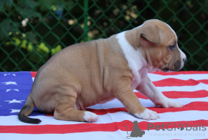 Photo №2 to announcement № 150141 for the sale of american mastiff - buy in Belarus private announcement