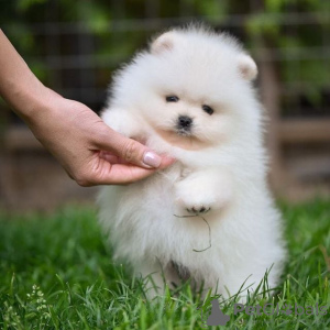 Photo №3. pomeranian. Germany