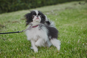 Photo №2 to announcement № 2853 for the sale of japanese chin - buy in Russian Federation from nursery