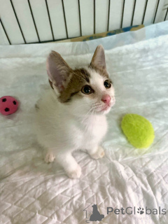 Photo №3. Very cute, touching kittens, a boy and a girl are looking for a home. Russian Federation