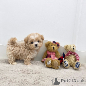 Photo №1. poodle (toy) - for sale in the city of ANSUBRG | negotiated | Announcement № 168272