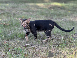 Photo №4. I will sell bengal cat in the city of Дрезден. private announcement, from nursery, breeder - price - negotiated