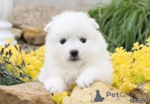 Photo №3. American Eskimo Puppies. United Kingdom