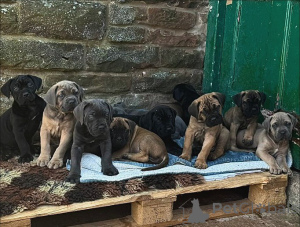 Photo №2 to announcement № 163769 for the sale of cane corso - buy in Italy private announcement, breeder