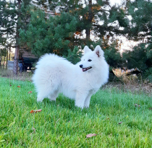 Photo №1. japanese spitz - for sale in the city of Dnipro | Negotiated | Announcement № 3306