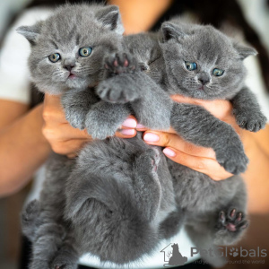 Photo №1. british shorthair - for sale in the city of Paris | negotiated | Announcement № 120534