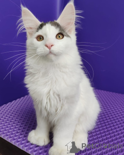Photo №1. maine coon - for sale in the city of Varmaland | negotiated | Announcement № 156251