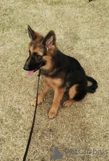 Additional photos: German Shepherd puppies