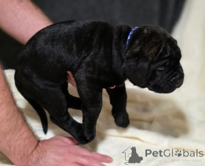 Photo №4. I will sell akita in the city of Bregenz.  - price - 350$