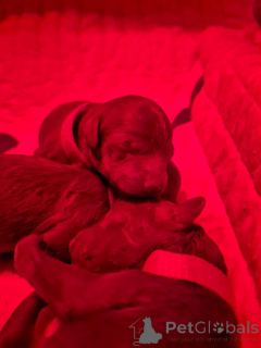 Photo №2 to announcement № 141729 for the sale of poodle (dwarf) - buy in Belgium private announcement