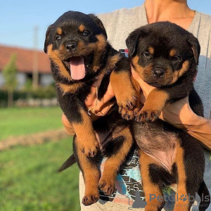 Photo №3. The rottweiler puppies available Business WhatsApp 37256062792. Finland