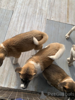 Photo №3. Akitas puppies. Belgium