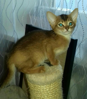 Photo №1. abyssinian cat - for sale in the city of Москва | 389$ | Announcement № 2101