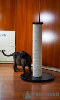 Photo №3. Cat scratching post. in Ukraine